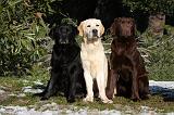 LABRADOR 946